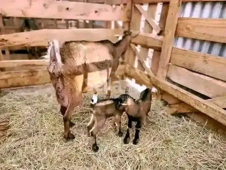 Dairy goat