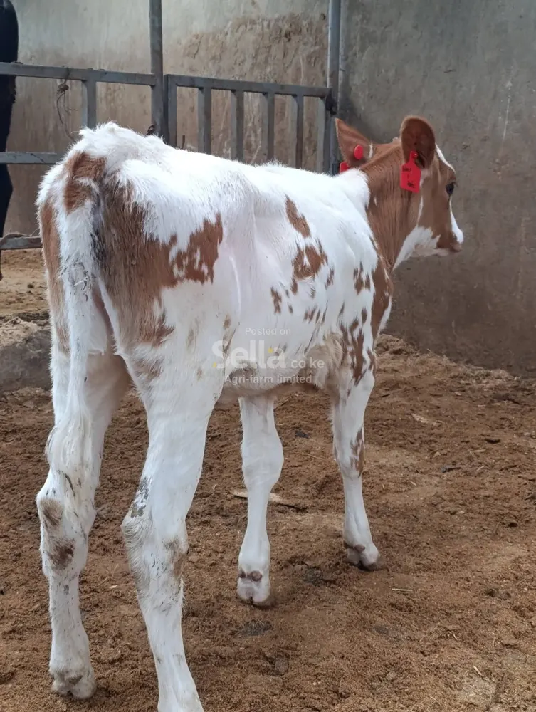 Pure pedigree Ayrshire calve 