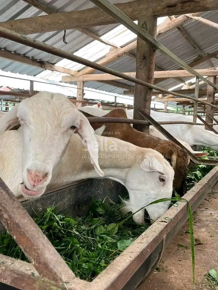 DAIRY GOATS 