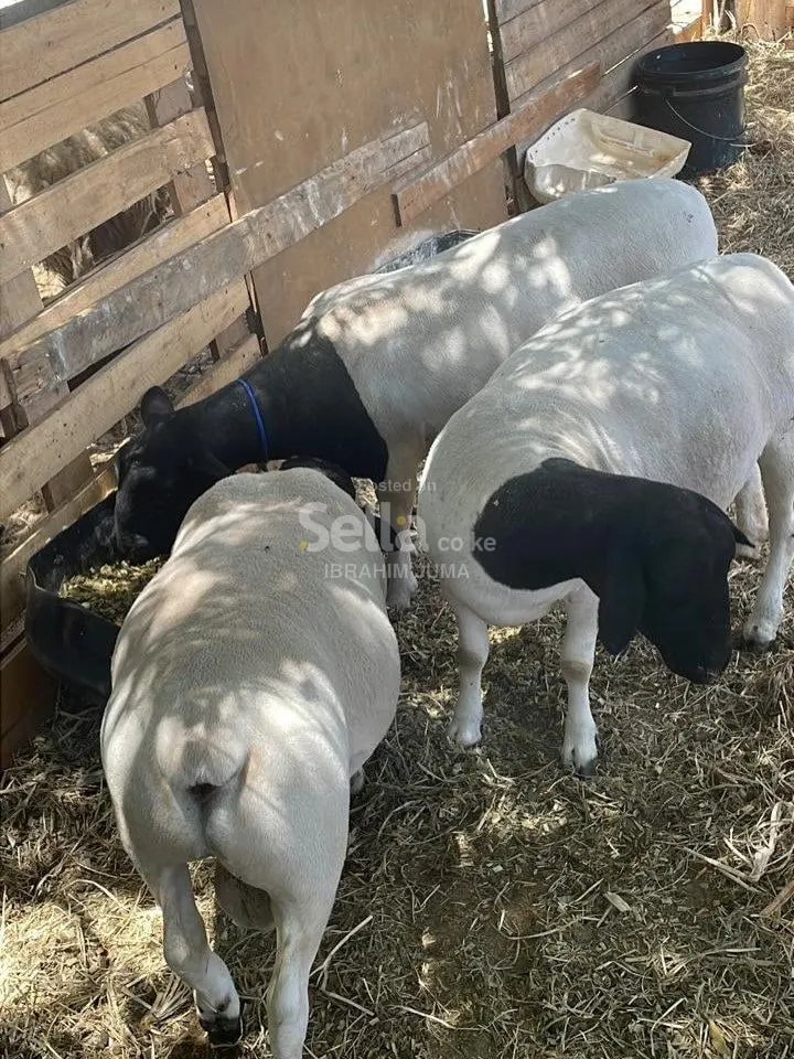 MATURED DOPER SHEEP