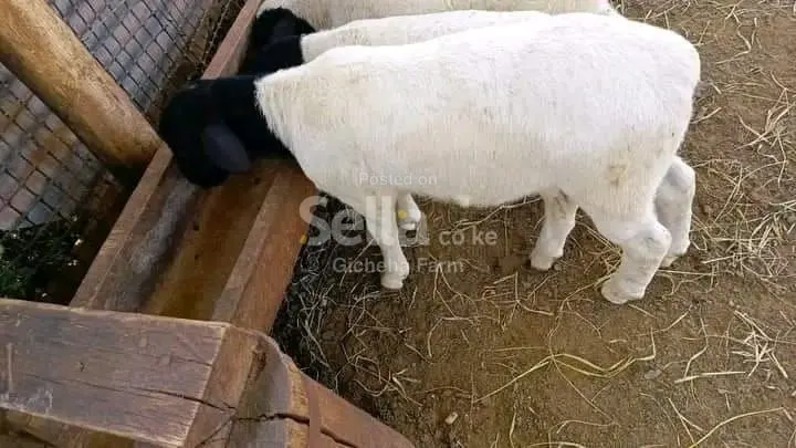 Dorper 