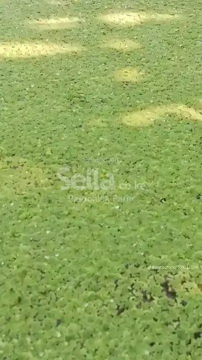 Azolla farming 