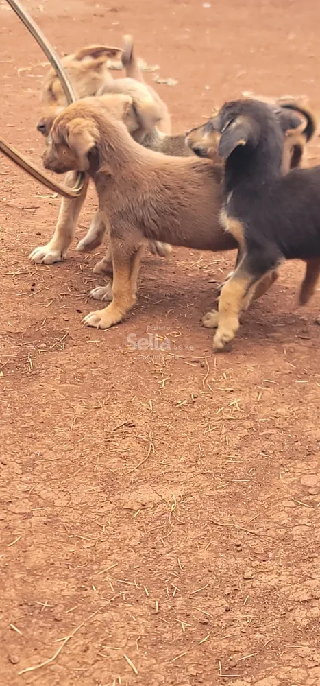 German shepherd Dogs  4 sale