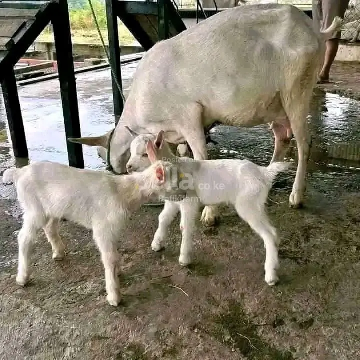 Dairy goats mother+ kids ksh 14,500/=
