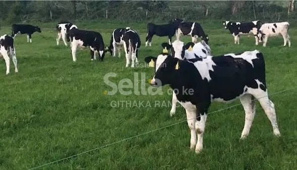FRESHIAN COW 