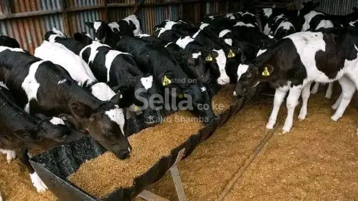 Freshian cows 5 months old ksh 12,500/=