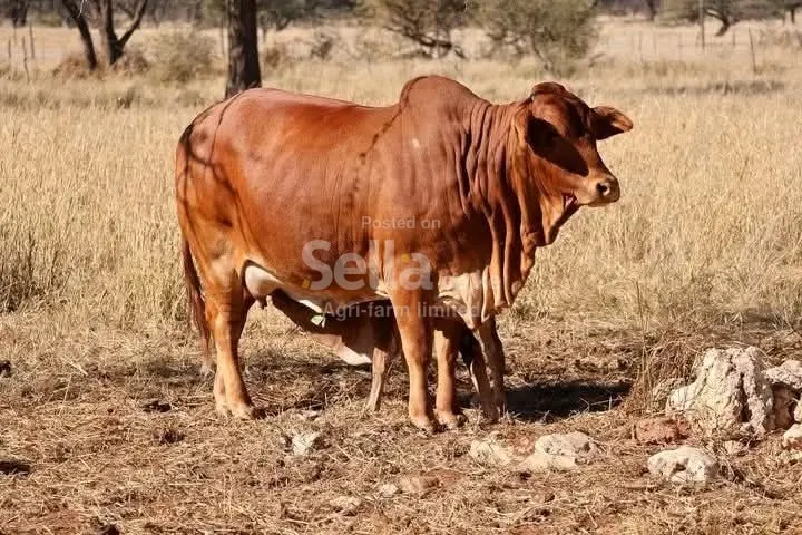Boran cattle 