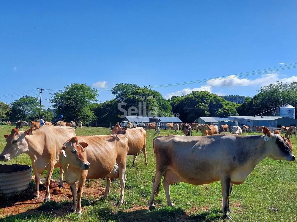 Jersey cattles 