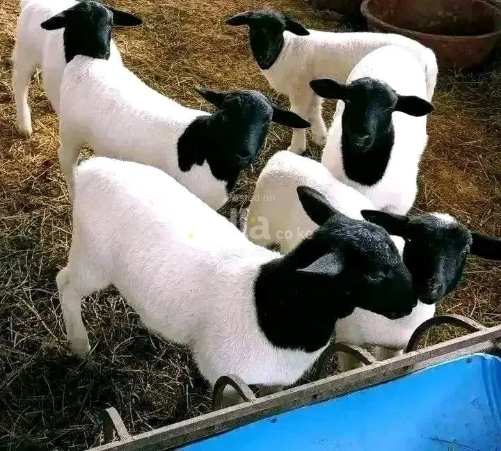 DOPPER SHEEP 