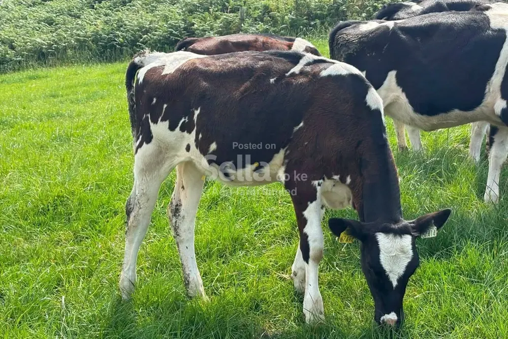 Calves