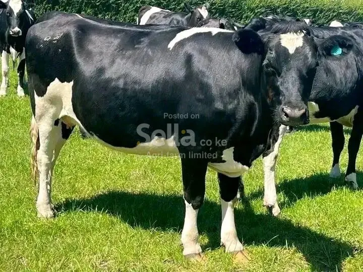 Freshian holstein 