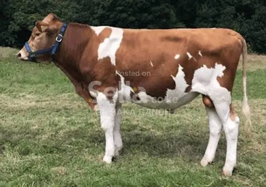 Ayshire Cow