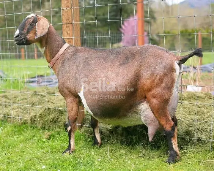 SAANEN DAIRY GOATS KSH 10,000/=