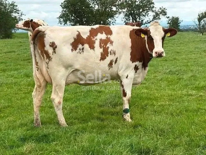 AYSHIRE COW