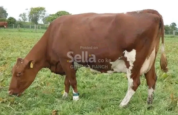 AYSHIRE COW