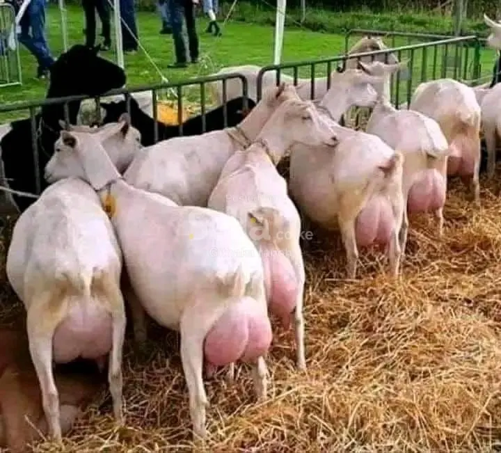Dairy goat