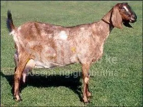 NUBIAN GOAT 