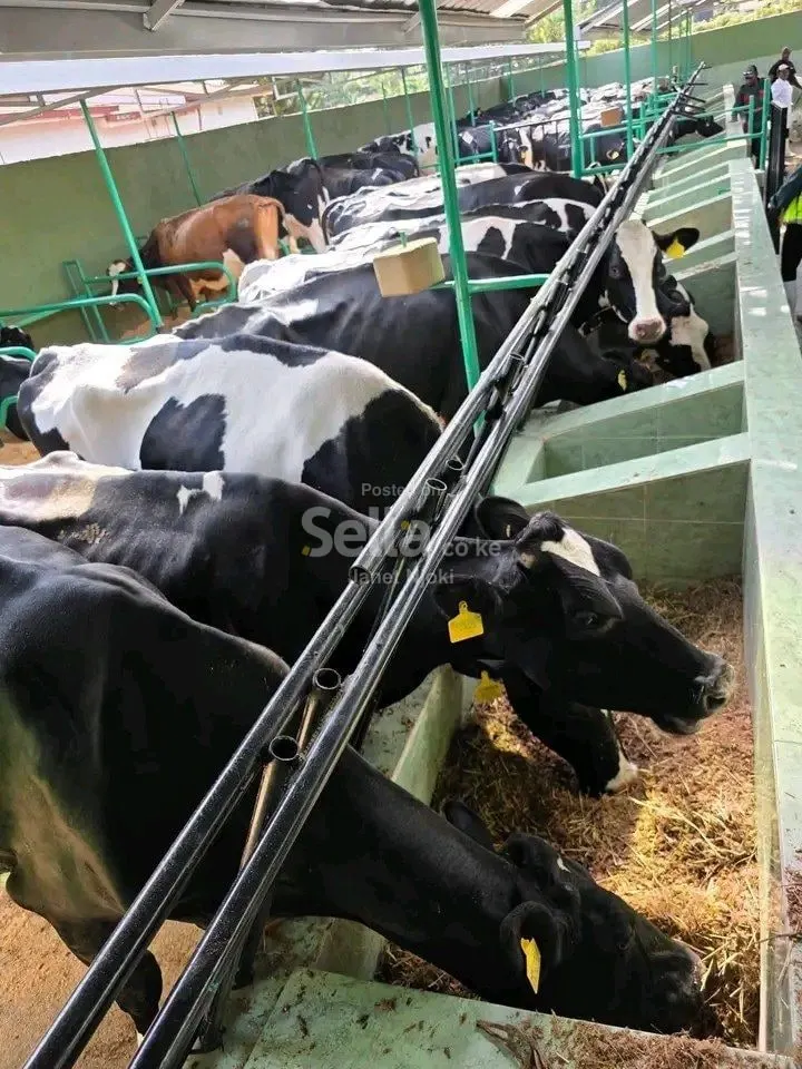 Pedigree cow for sale 0788721960