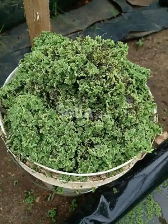 Azolla Seeds 