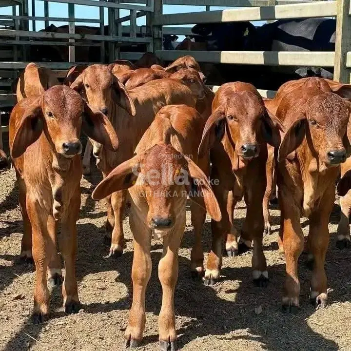 SAIWALS COW