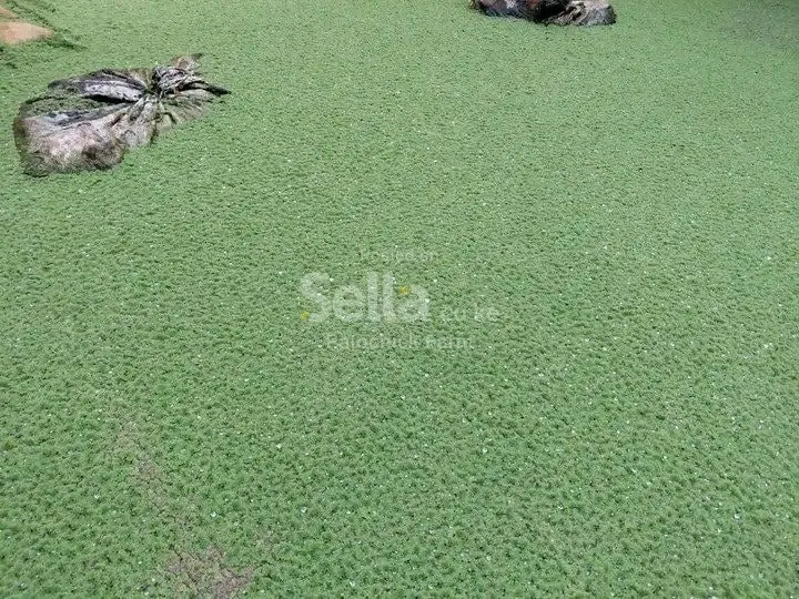 Azolla Seeds 