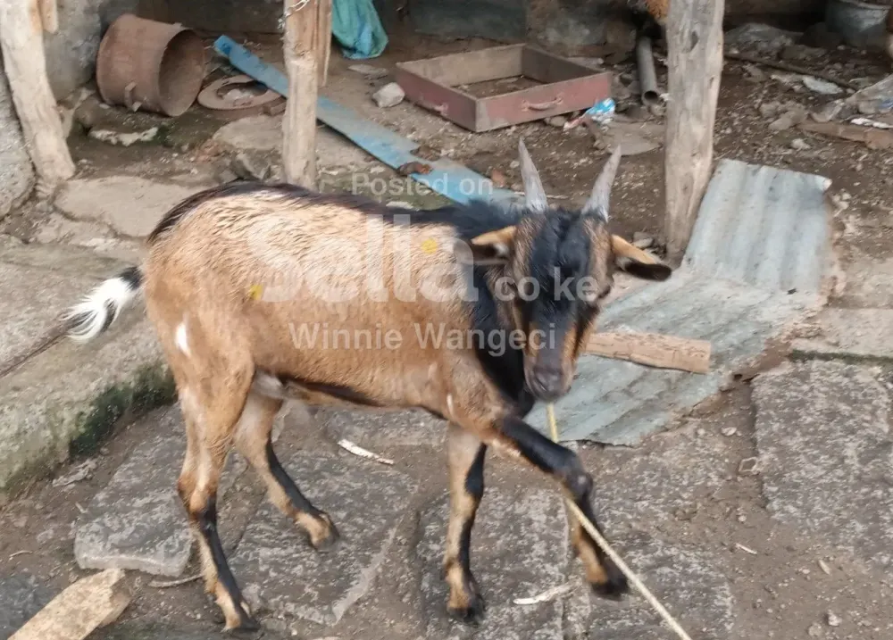 Milk goats male and female.