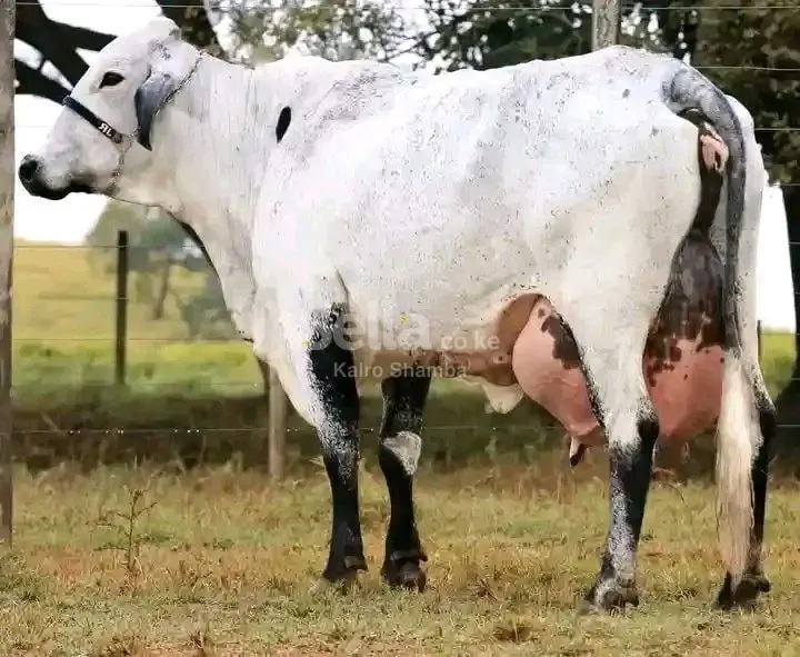 GIROLANDO BREED INCALF KSH 98,000/=