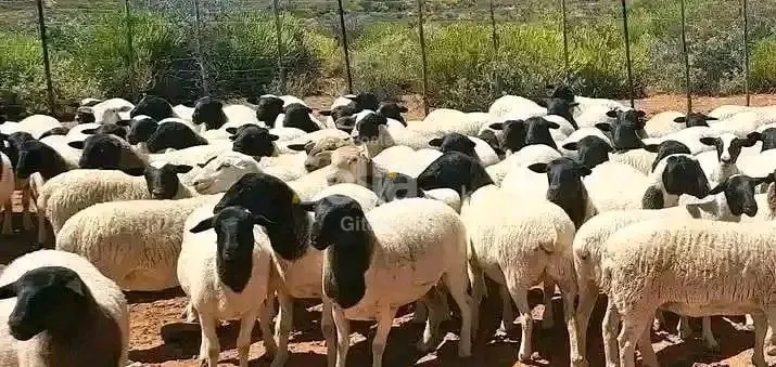 Dorper sheeps