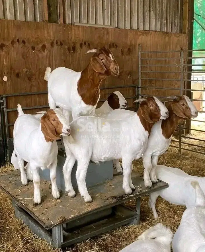 Boer Goat