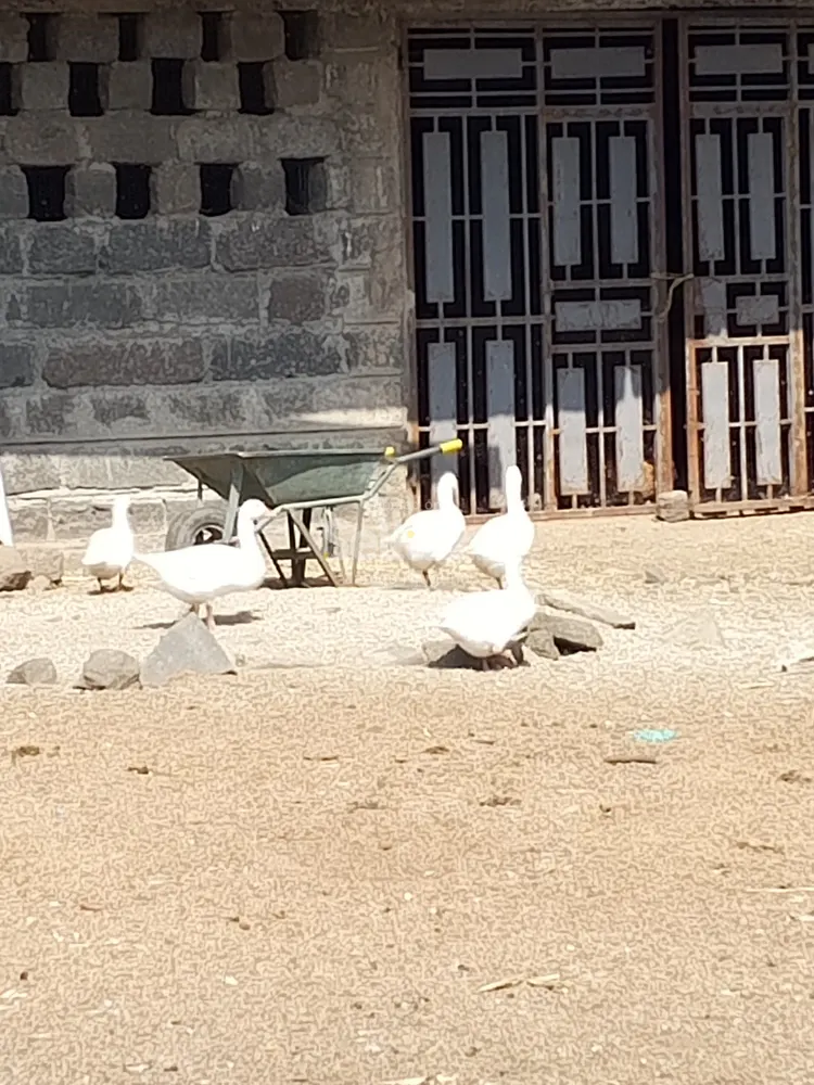 Goose  in nakuru at an affordable price 