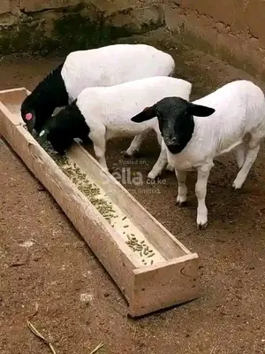 Sheeps 