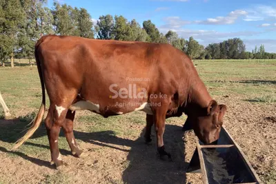 Ayrshire heifers 