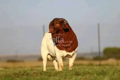BOER GOATS 