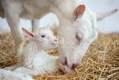 SANNEN GOAT 