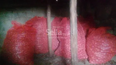 Red onions 