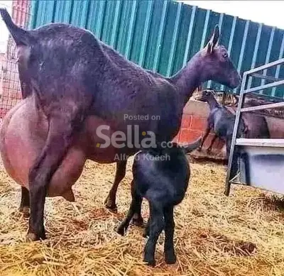 DAIRY GOATS AVAILABLE 