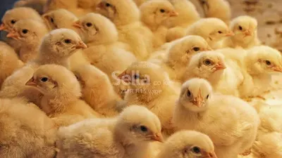 I day old kenchick layers