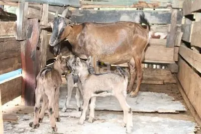 Dairy goats 