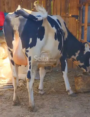 FRESHIAN COW