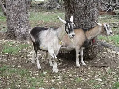 Dairy goats 