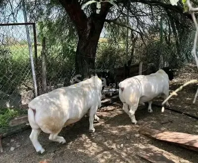 DOPA SHEEP 