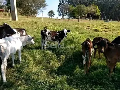 DAIRY COWS 