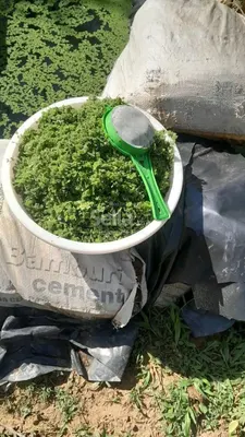 Azolla Seeds 