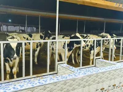 Freshian holstein heifers 