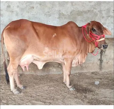 Sahiwal 