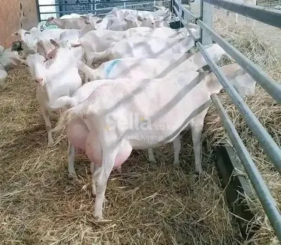 DAIRY GOATS FOR MILK PRODUCTION 