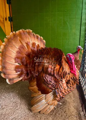 Turkey's 