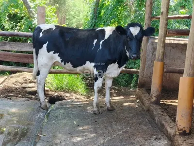 Incalf pedigree available 15000 each. Call&whatsapp 0757782377