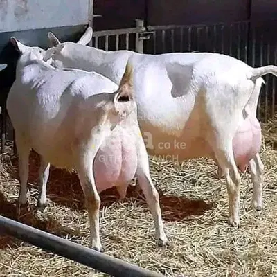SAANEN DAIRY GOATS 