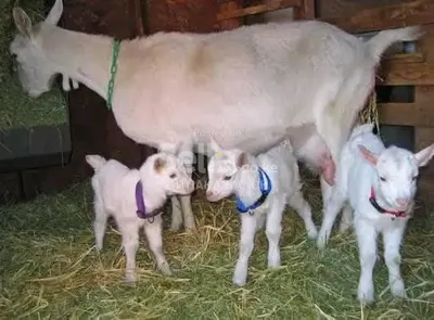 SAANEN DAIRY GOATS 